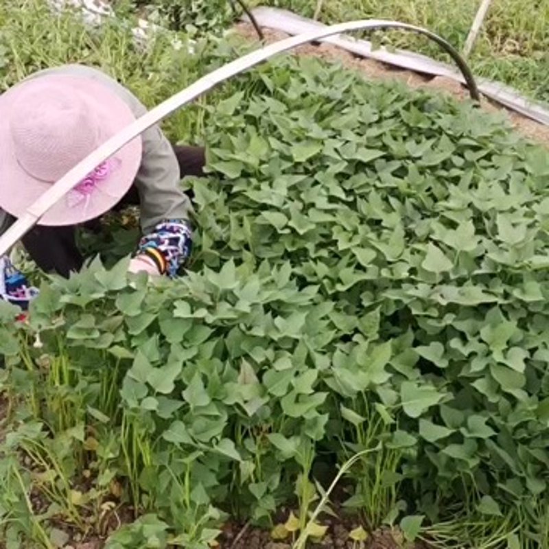 红薯种植的最佳时间是什么时候?这个问题对于农户来说至关重要。