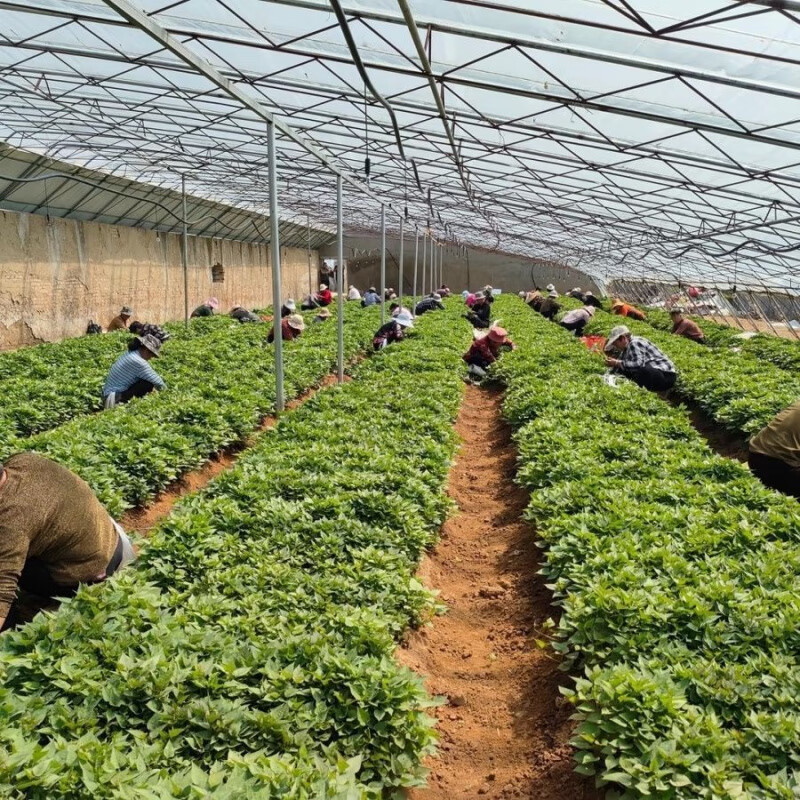 红薯种植后多久施肥产量高?这一直是许多农户心中的疑惑。