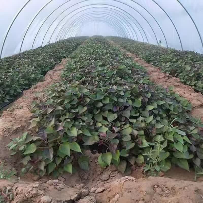 红薯种苗怎样培育?这是一个关键问题,对于红薯种植者来说至关重要。